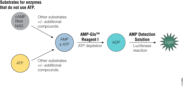 AMP-Glo™ Assay principle.