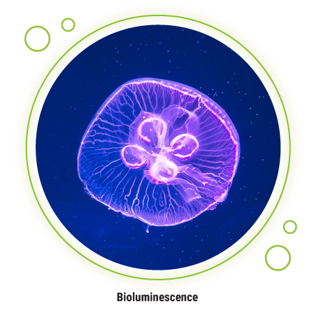 A jellyfish glows purple in the deep sea, an example of a bioluminescent organism. 