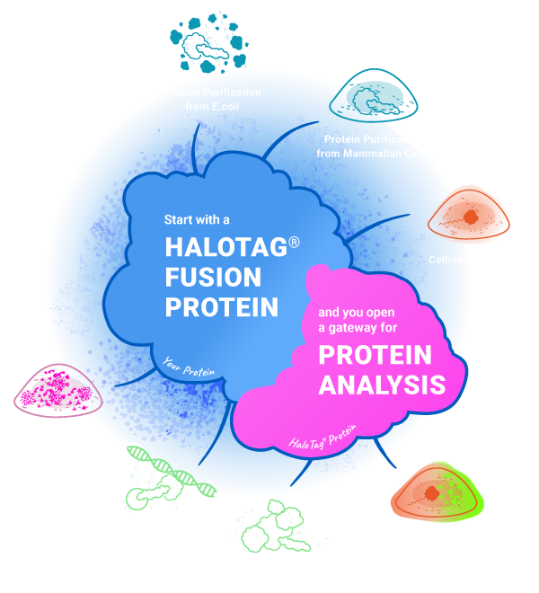 HaloTag Technology A Gateway for Protein Analysis Infographic